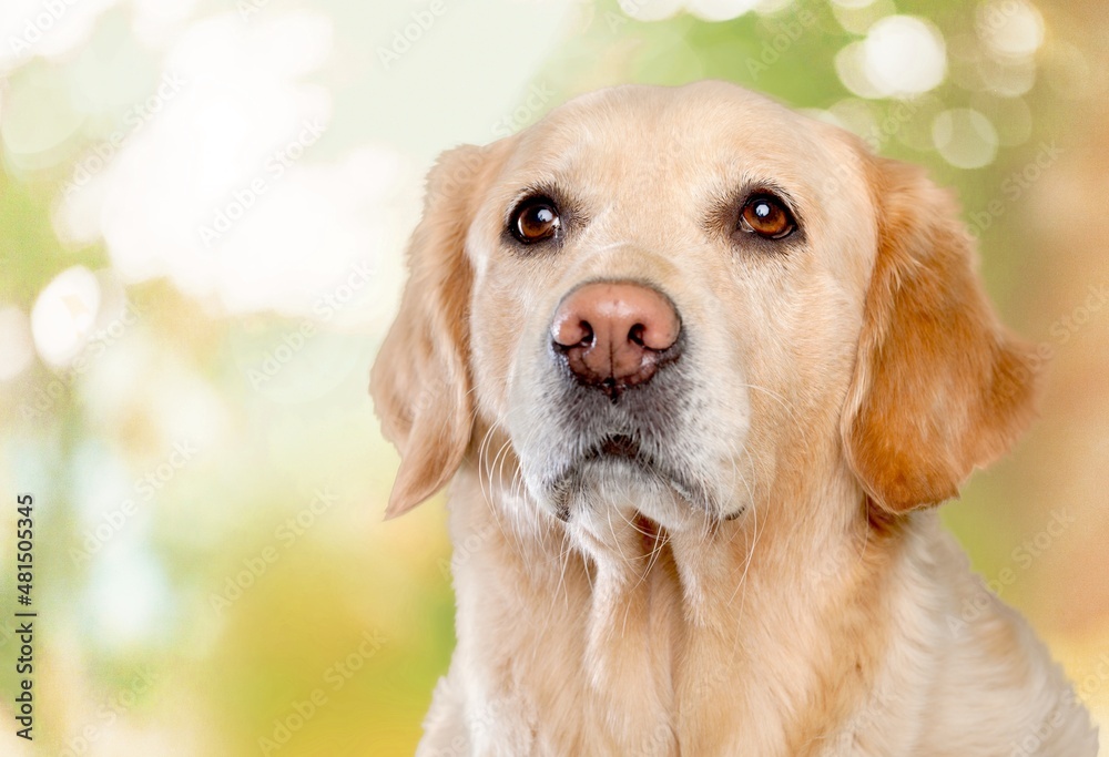 Beautiful dog portrait in a garden and looking to the side. Dog background.