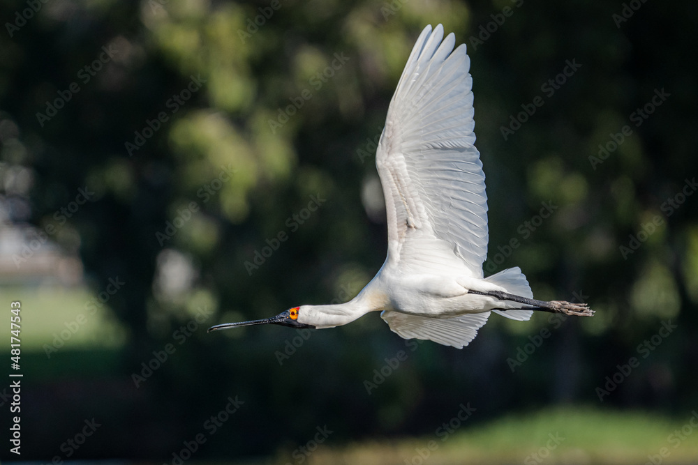 Royal Spoonbill in flight. The Royal Spoonbill (Platalea regia) is found throughout eastern and nort