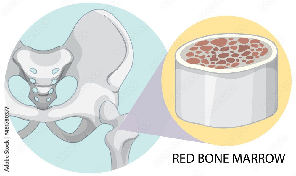 白底红骨髓