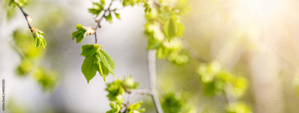 带嫩叶和花蕾的榆树枝条的近景。