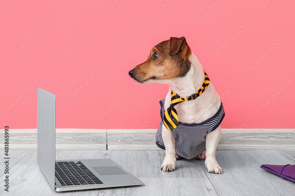 Business dog with laptop near color wall