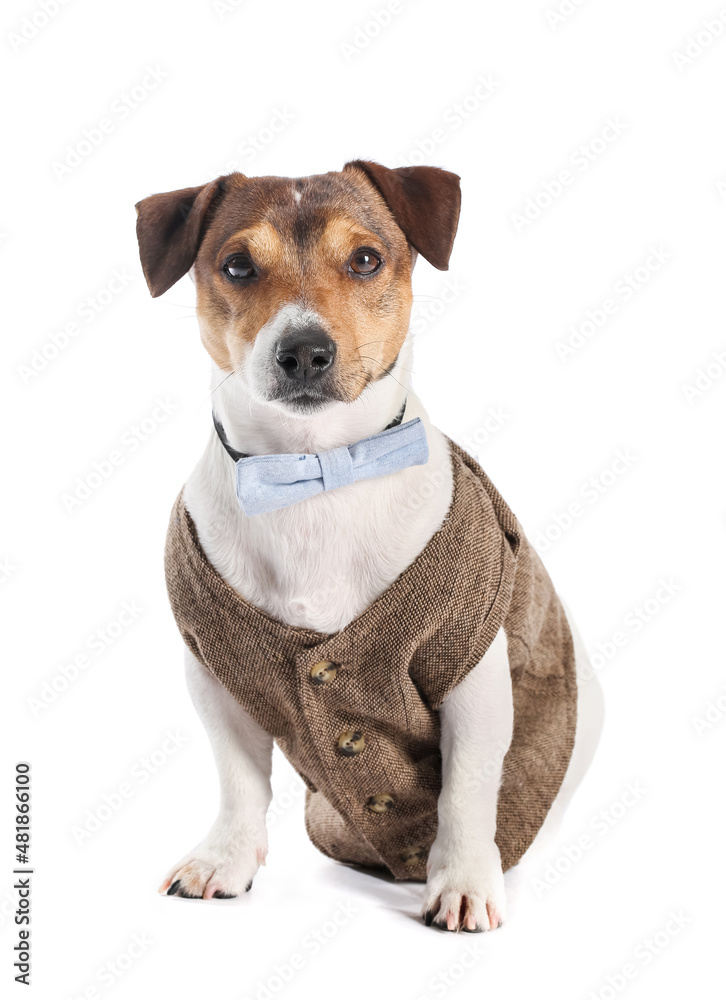 Business dog on white background