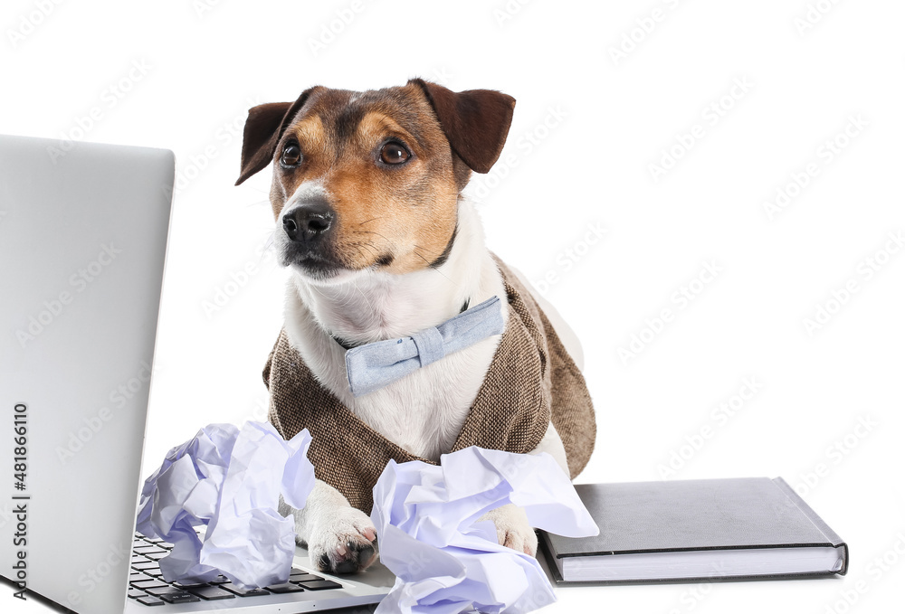 Business dog laptop and crumpled documents on white background