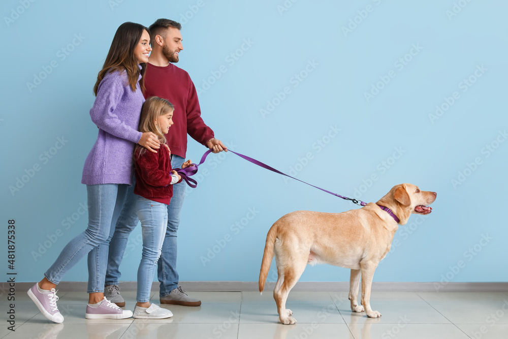 Happy parents with little daughter and funny Labrador dog walking near blue wall