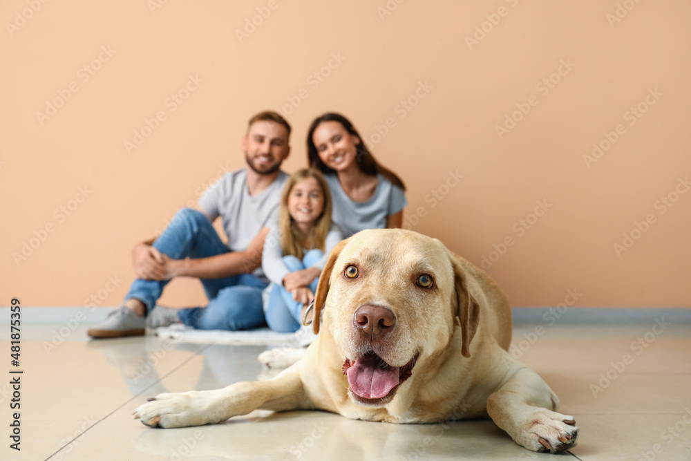 有趣的拉布拉多犬和家人躺在米色墙壁附近，特写