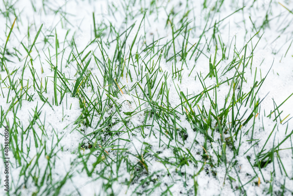 被雪覆盖的新鲜绿草