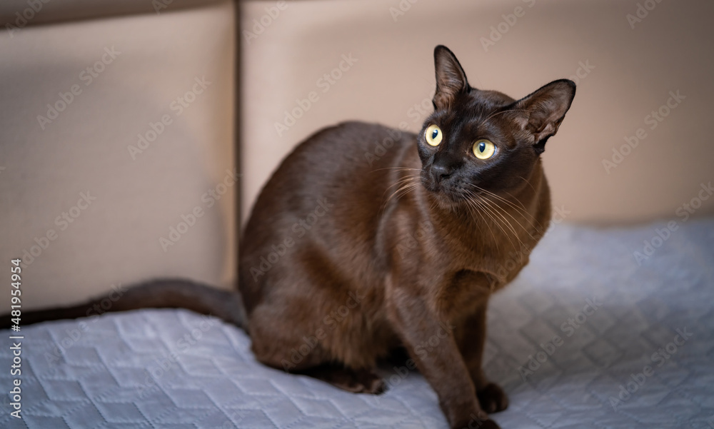 Beautiful black cat standing on the bed and watching down. Cat with shining fur on the blanket. Nice