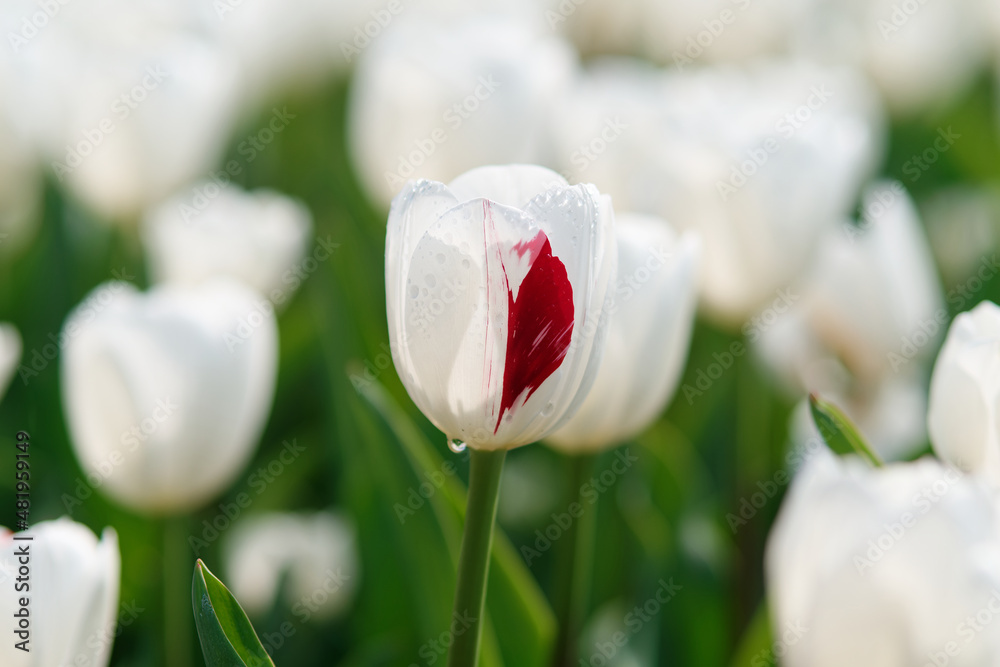 在冬季或春季，郁金香地里的一组五颜六色的郁金香花，用于明信片美容装饰