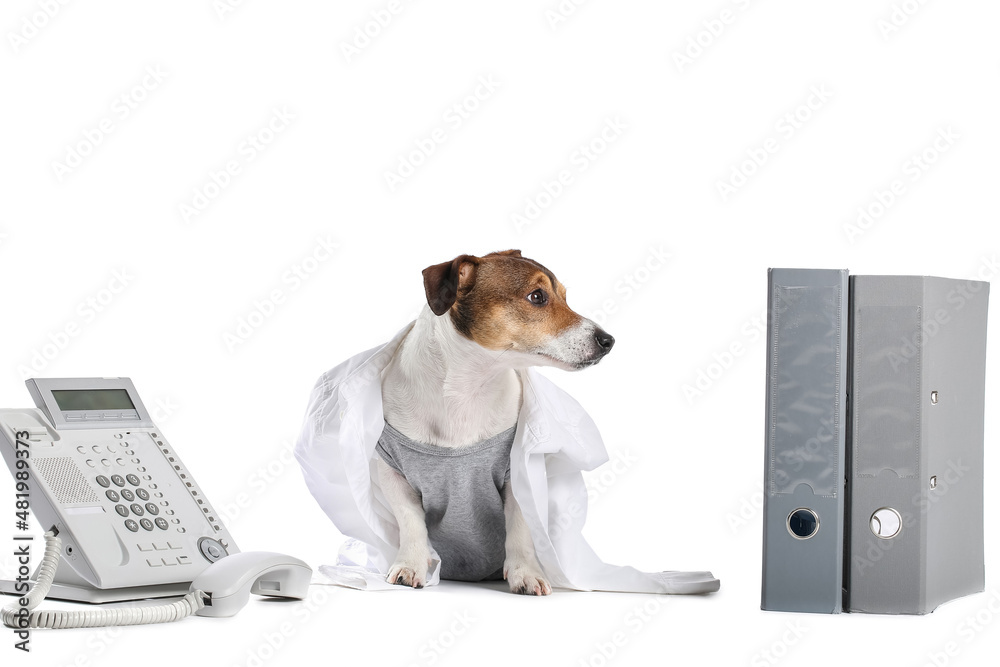 Business dog with telephone and documents on white background