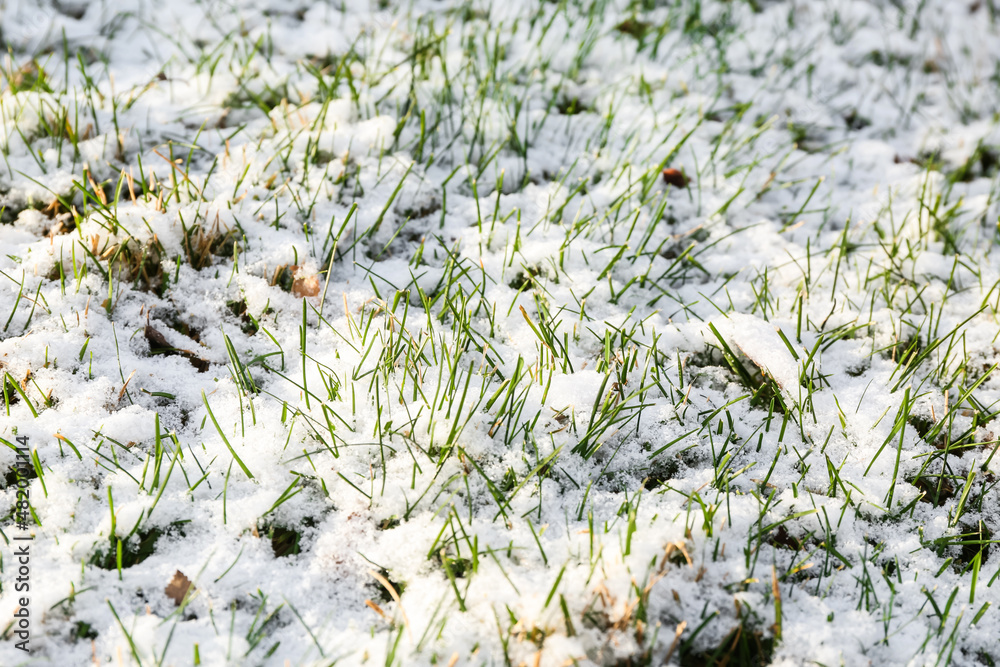 晴天，草地被雪覆盖