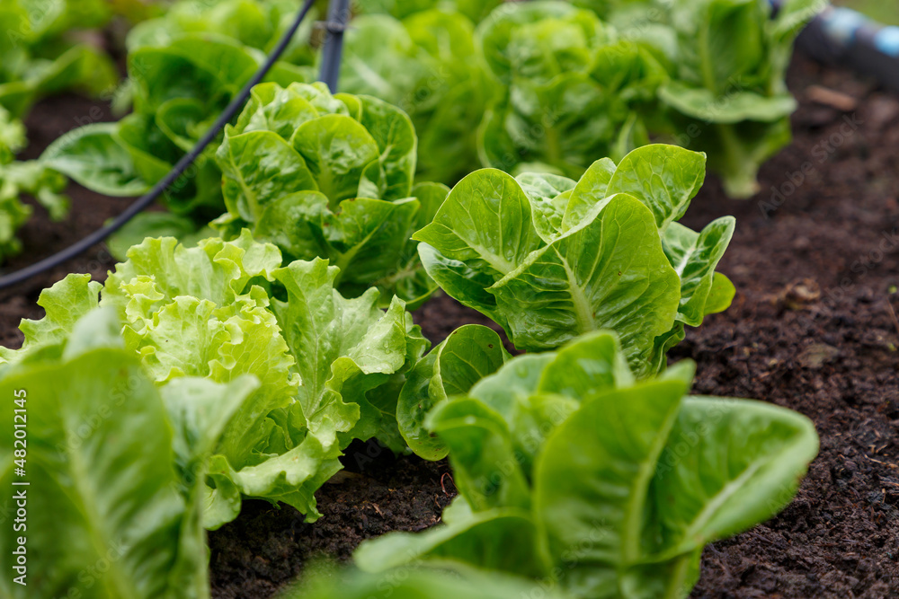 Organic lettuce grown on the ground,Fresh lettuce in a vegetable garden