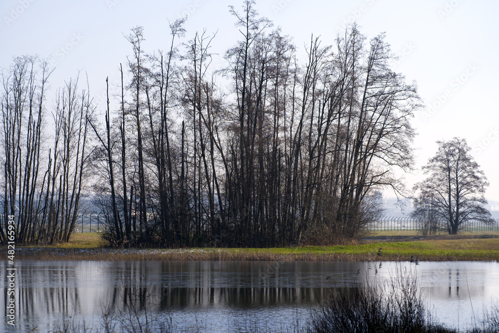 Pond with reed and trees in backlight at nature reserve at Zürich Airport on a sunny winter day. Pho