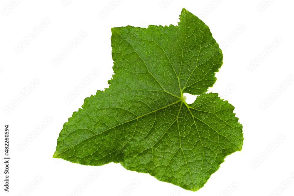 Cucumber leaf on white background