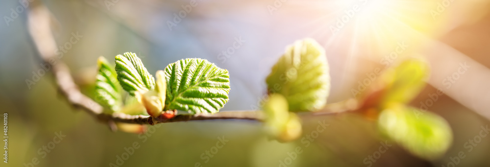 带嫩叶和花蕾的榆树枝条的近景。