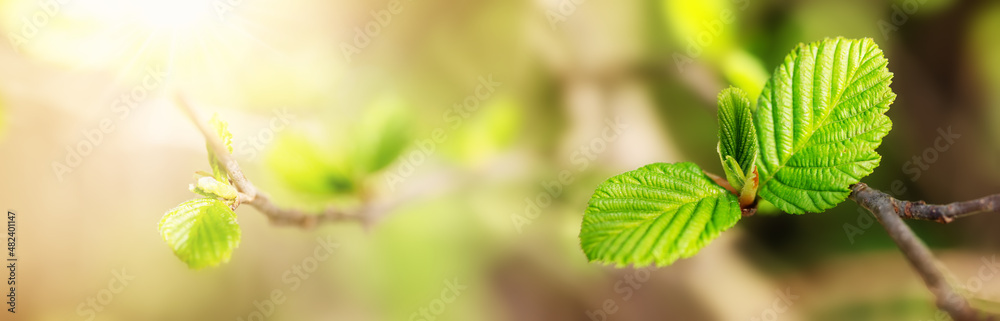 带嫩叶和花蕾的榆树树枝的近景。