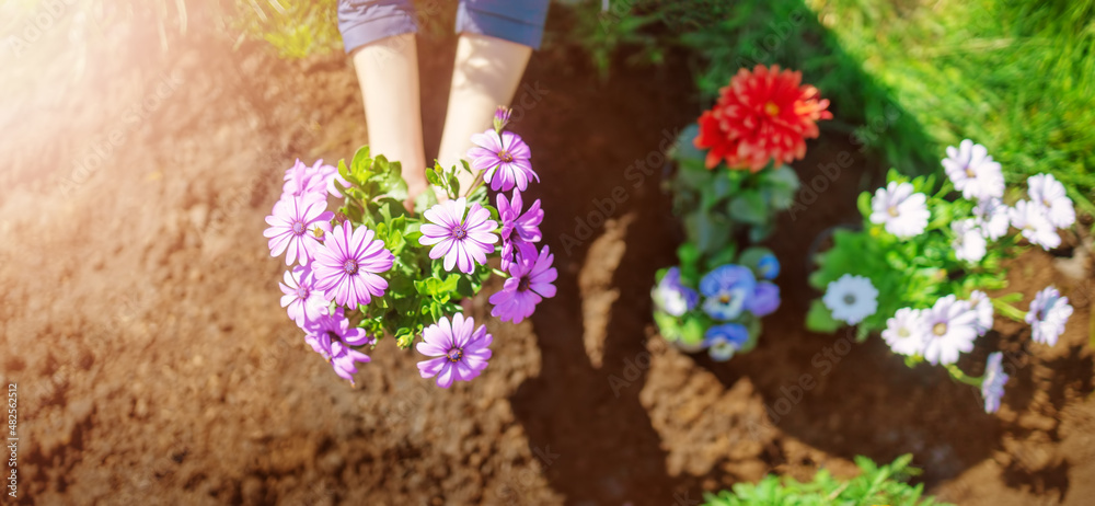 妇女双手将幼苗花朵放入黑土中