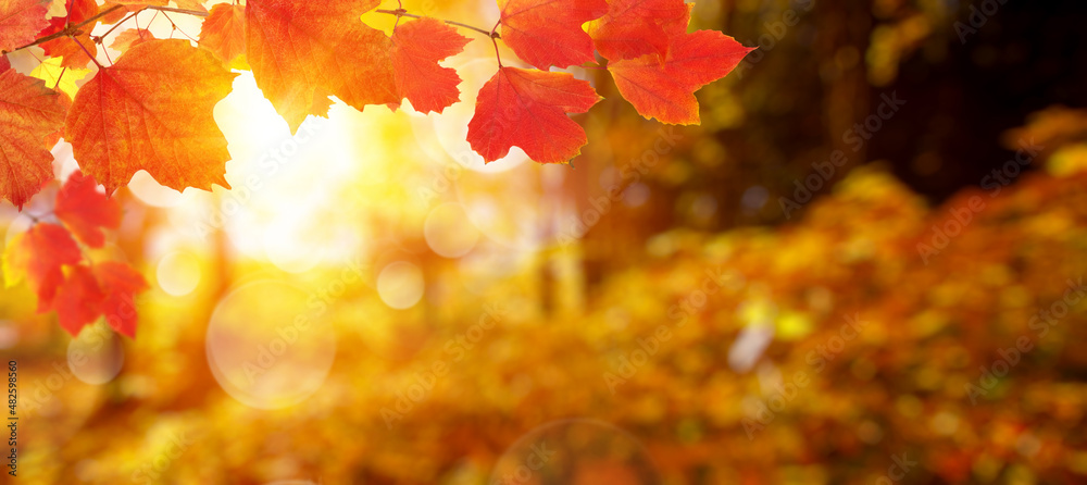 autumn background with maple leaves