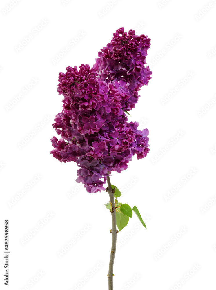 Lilac flower isolated on white