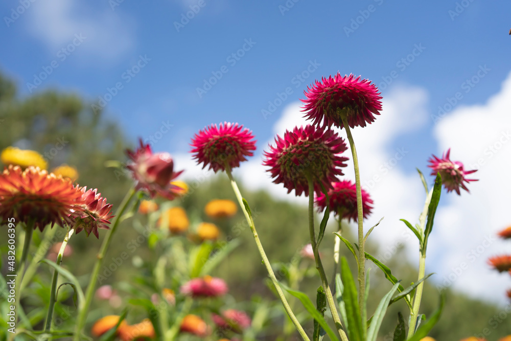 花园里盛开的五颜六色的草花