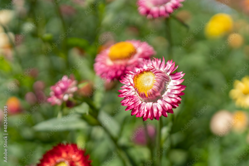 花园里盛开的五彩草花