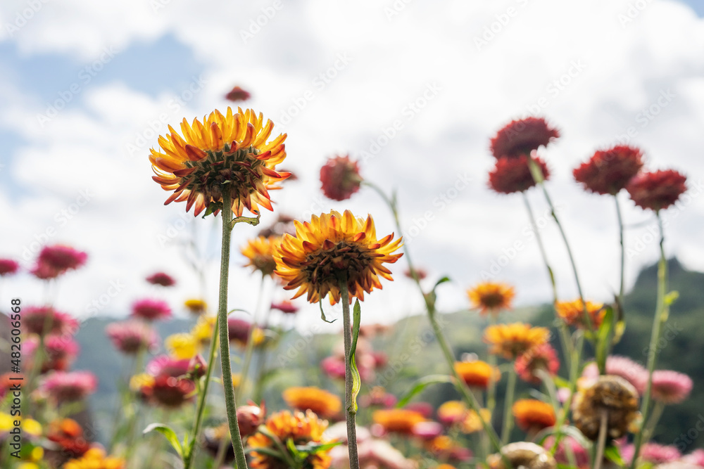 花园里盛开的五彩草花