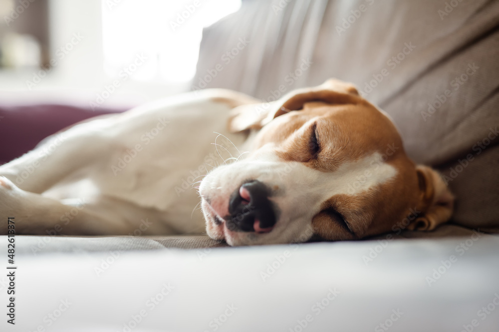 狗狗白日梦。比格犬在家沙发上甜蜜睡觉的特写