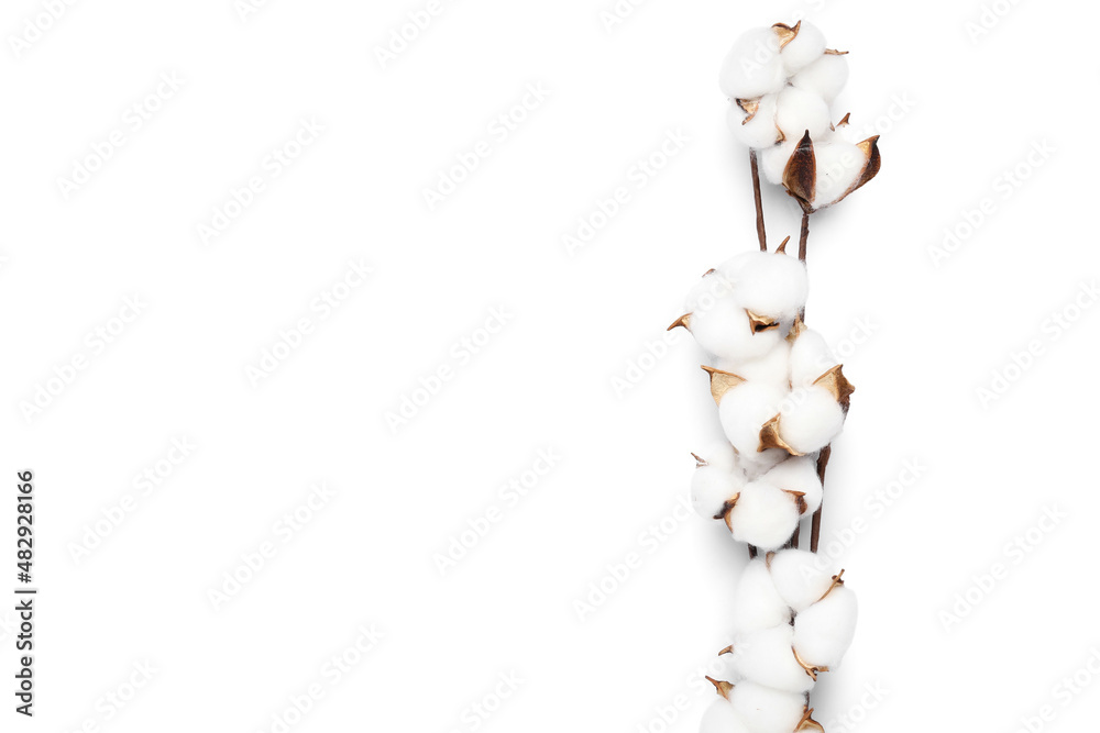 Branches of beautiful cotton flowers on white background