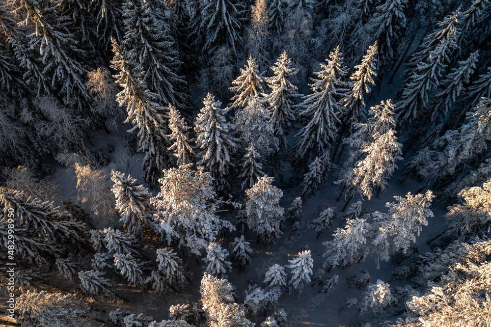 北欧国家北方森林中被雪覆盖的云杉树。