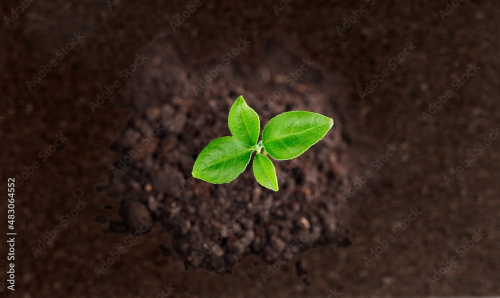 土壤背景上的嫩苗绿色植物表面。