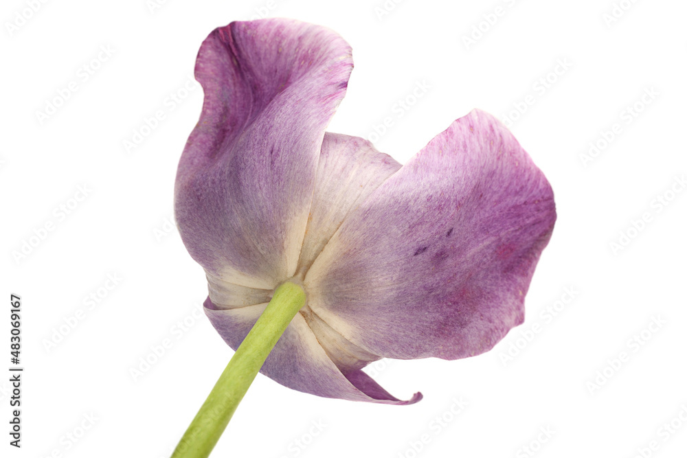 Violet tulip flower