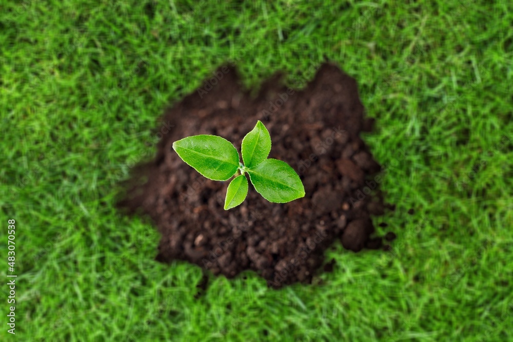 Young seedling green plant surface on soil background.