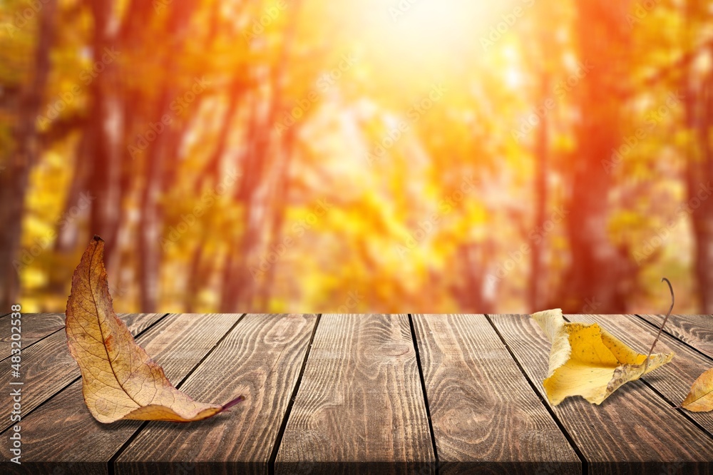 Wooden table with orange leaves autumn and fall background in beautiful nature