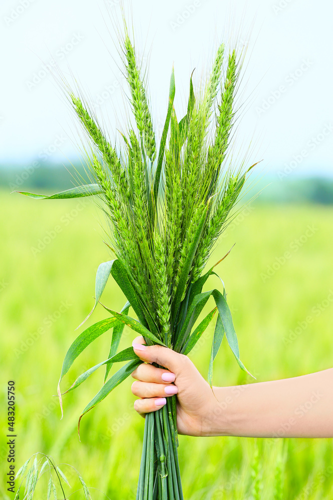 Woman with green wheat spikelets in field on sunny day