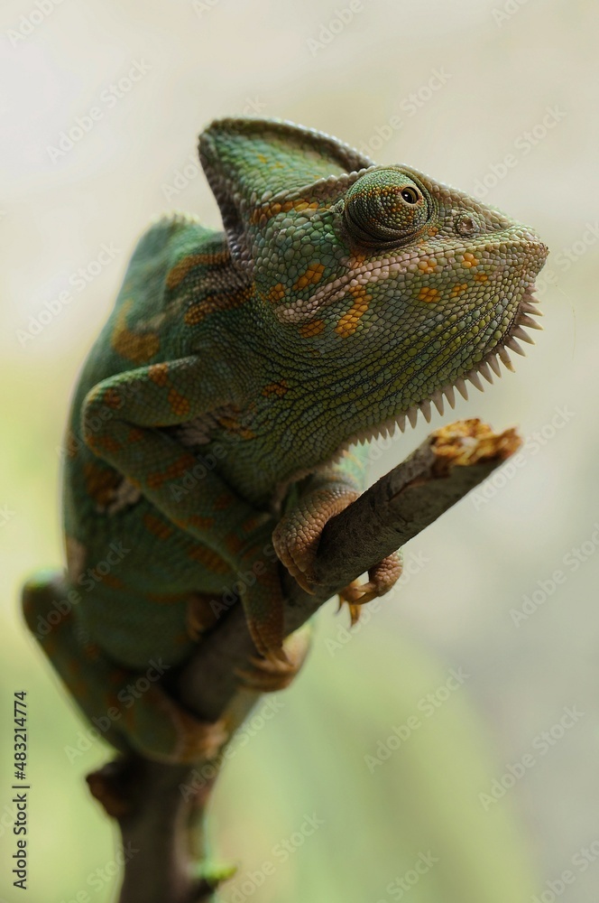 iguana on a branch