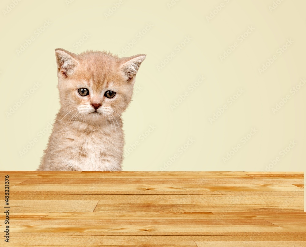 The cute small kitten was curiously looking up at the wooden table.