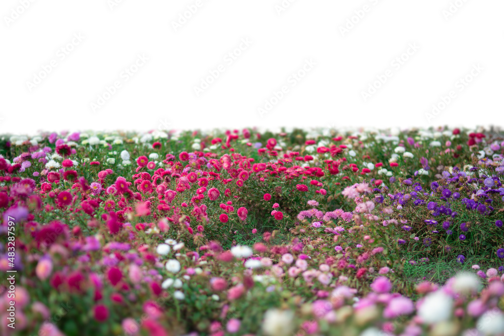 白色上隔离的草地和粉色夏季花朵