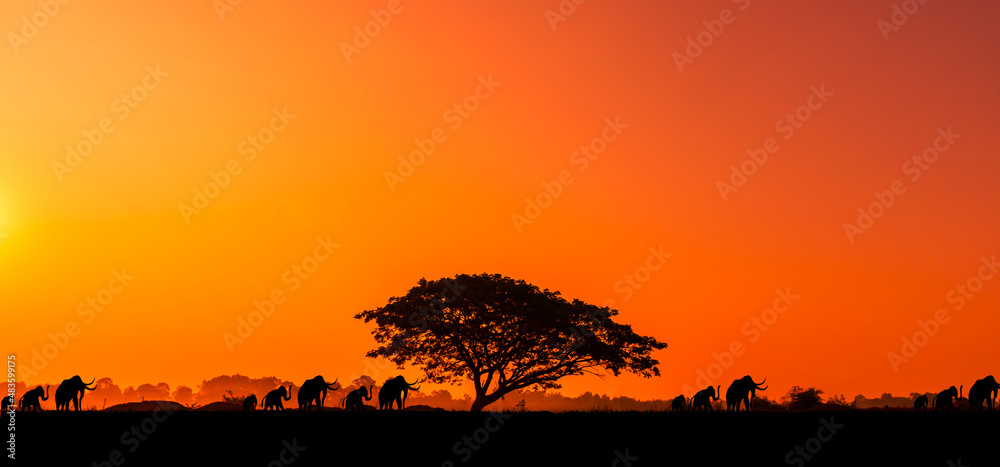 sunset and sunrise with silhouette tree. amazing view.