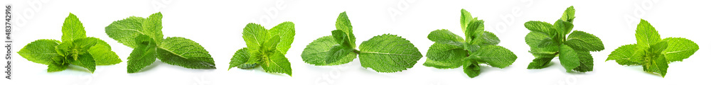 Green mint leaves on white background