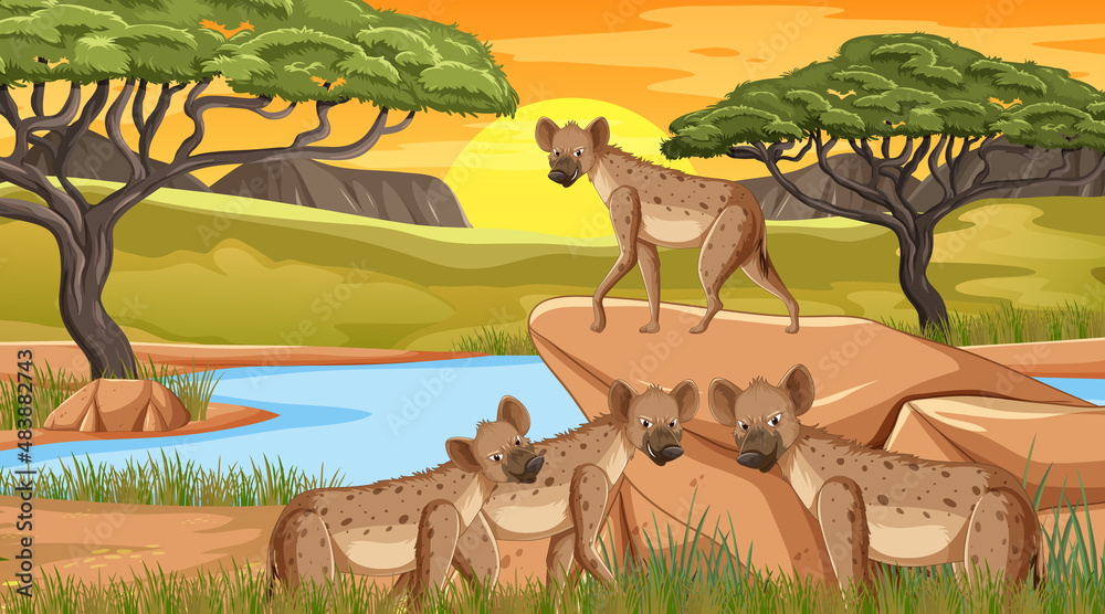 Hyenas in savanna forest at sunset time