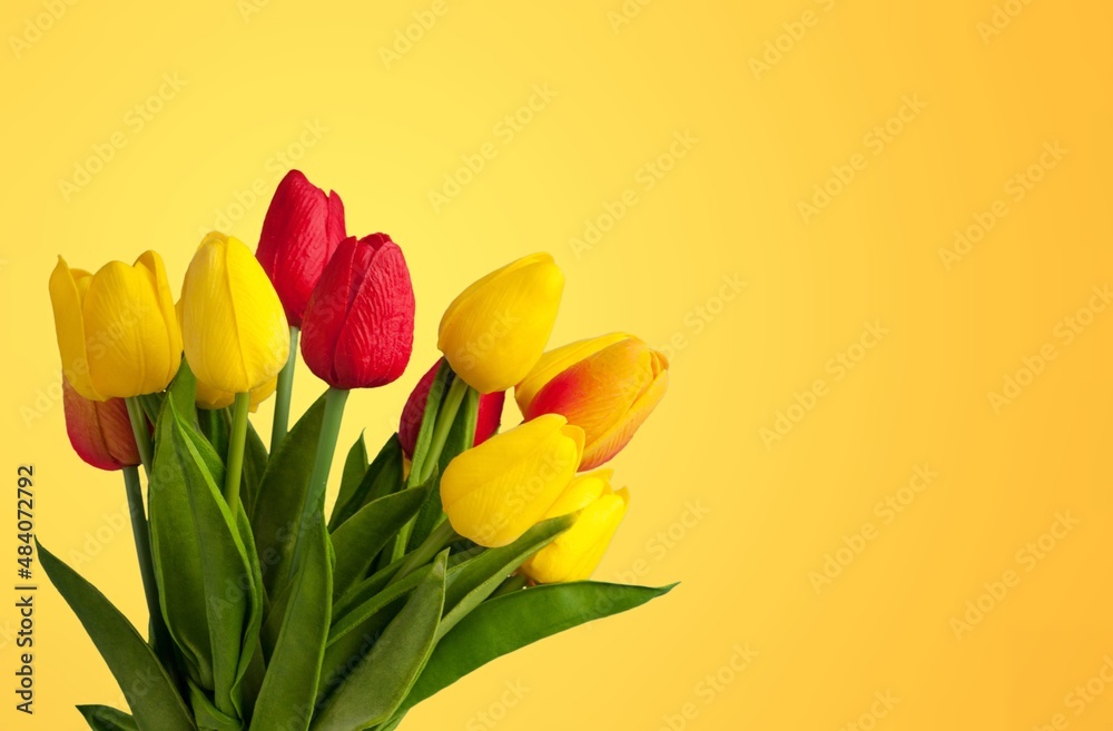 Tulip fresh flower blossom on pastel background