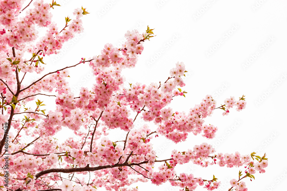 flowers of pink decorative cherry or sakura on a spring tree on a white background