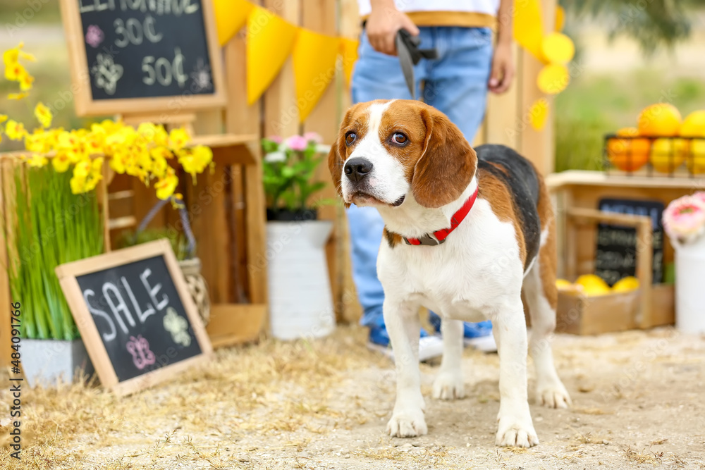 Cute little boy with dog at lemonade stand in park