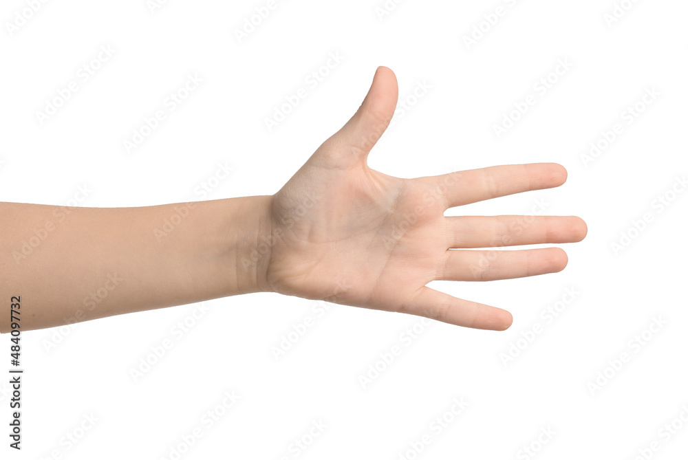 Childs palm on white background