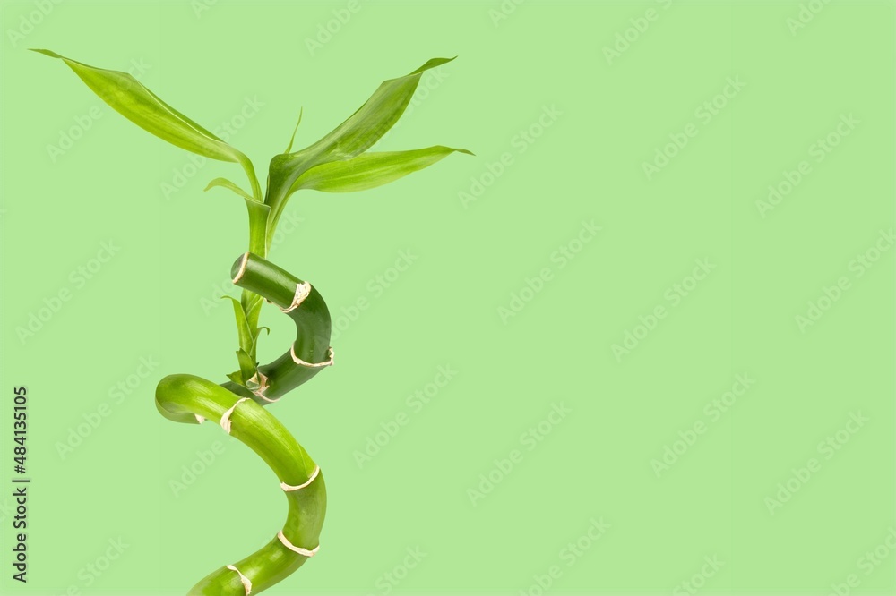 Green bamboo with leaves, nature concept