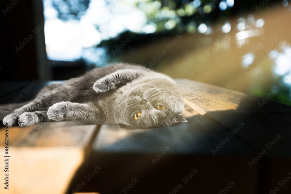 Cute cat laying on a ground, pet concept