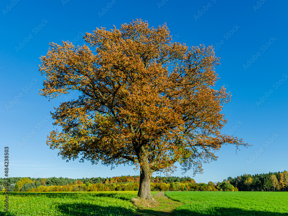 Allein stehender alter Baum mit Herbstlaub