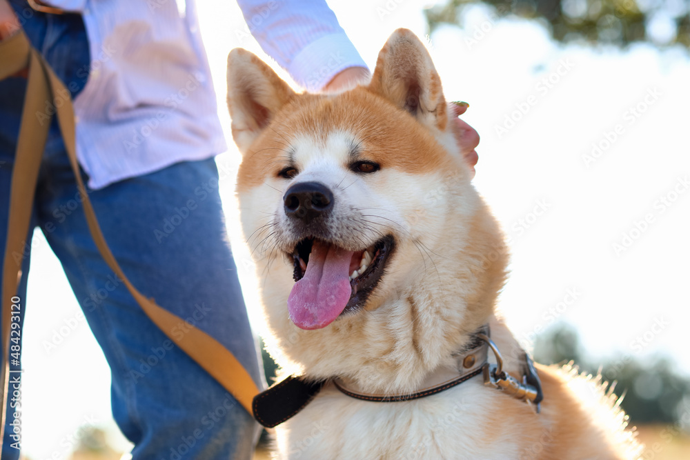 有趣的秋田犬和主人在户外，特写