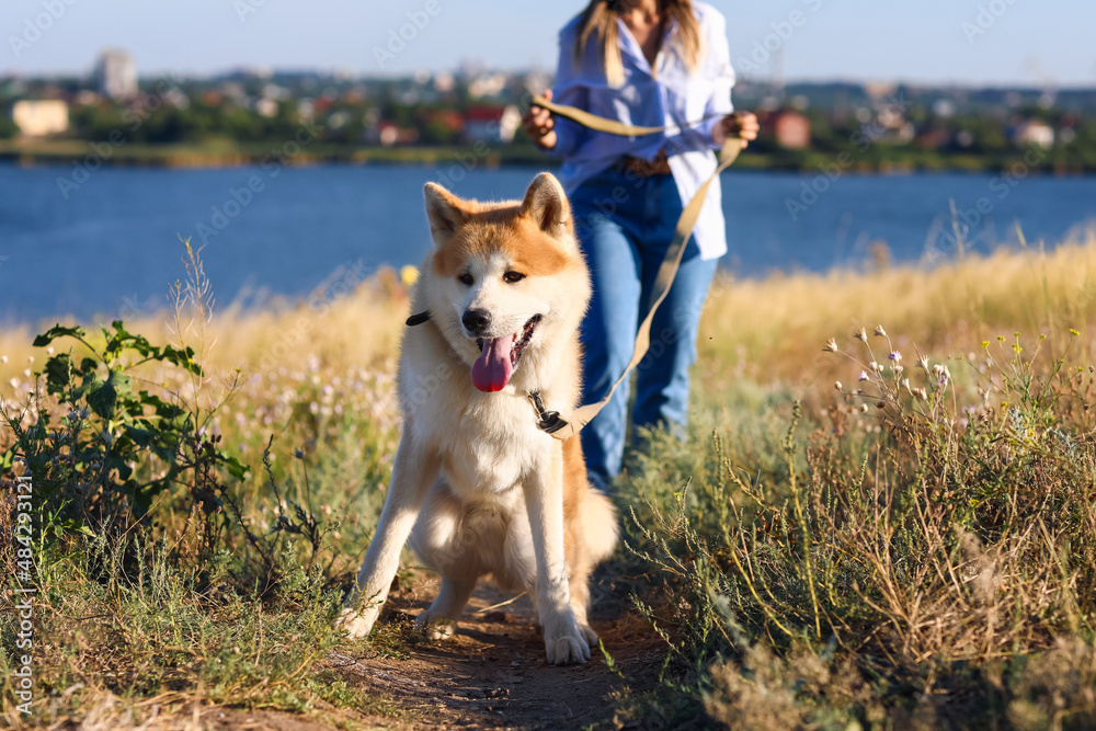 户外有主人的秋田犬