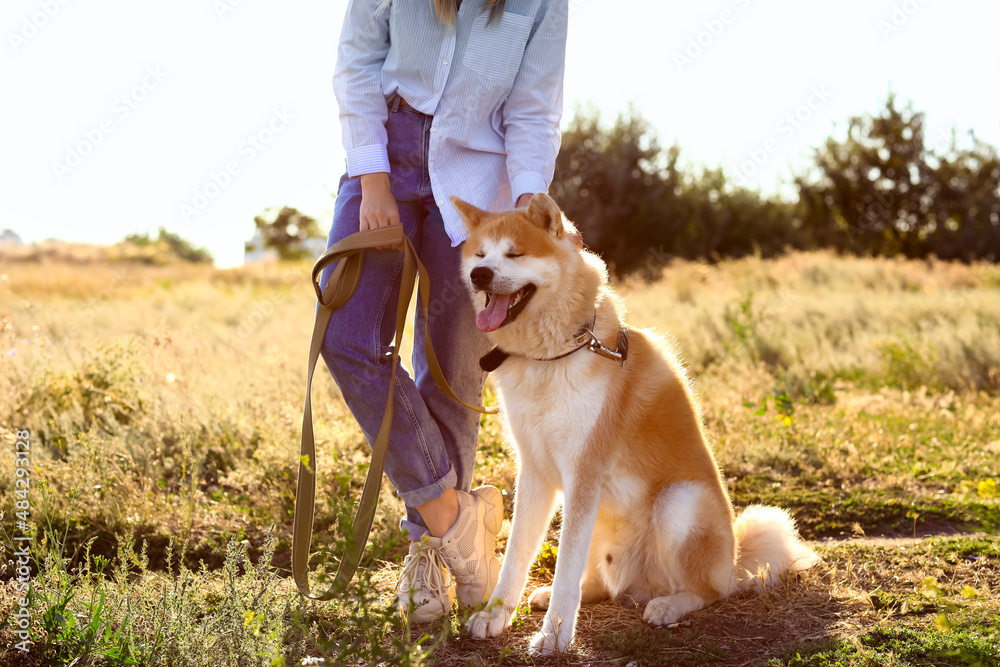 有趣的秋田犬和主人在户外