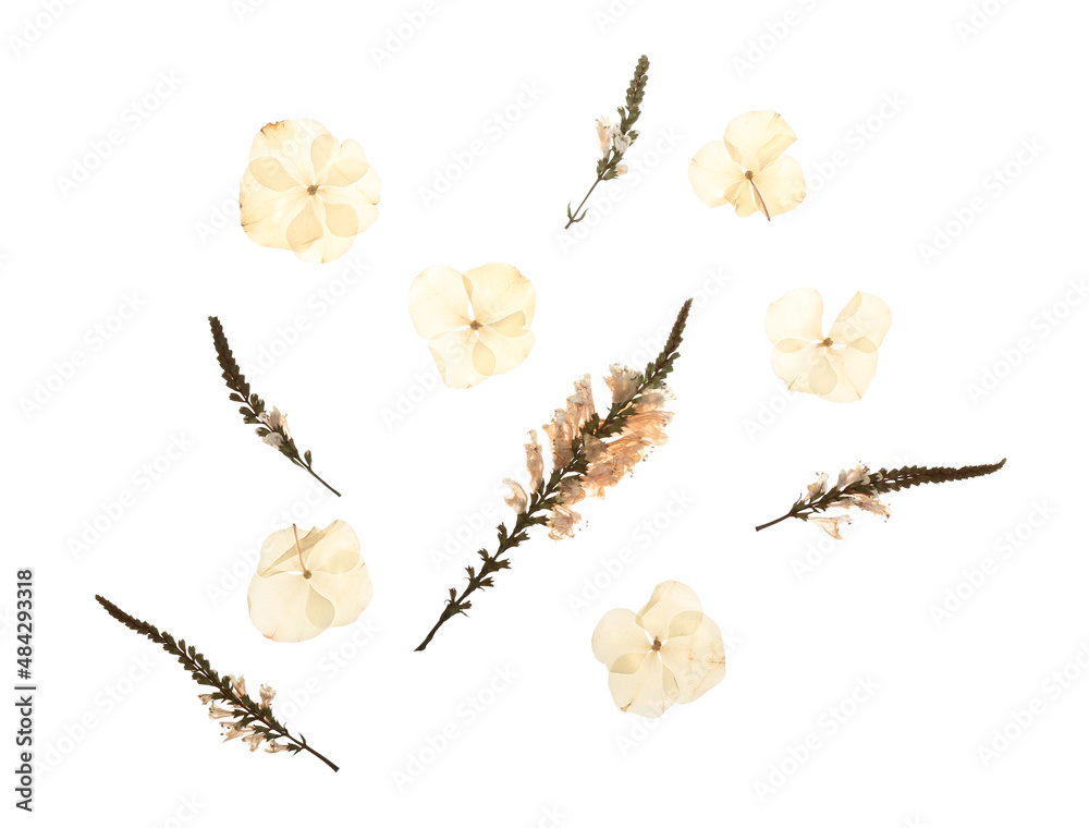 Dried pressed flowers on white background